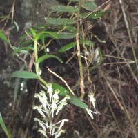 Robiquetia virescens Ormerod & S.S.Fernando